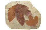 Two Fossil Sycamore Leaves (Platanus) - Montana #212418-1